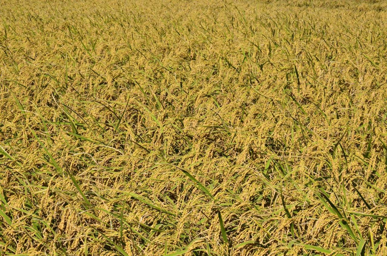 דירות וולי 八畝田 Bamutian Farmland 8 Mu מראה חיצוני תמונה
